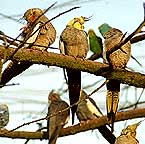 Vogelpark Marlow